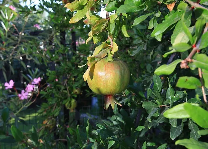 Muskebi מלון דירות אורטקנט