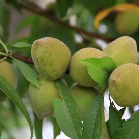 Aparthotel Muskebi 3*