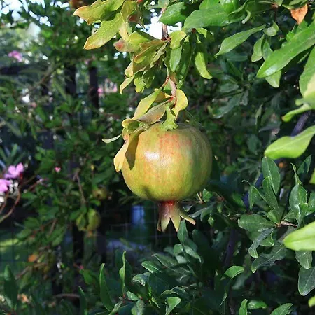 Muskebi Aparthotel Ortakent