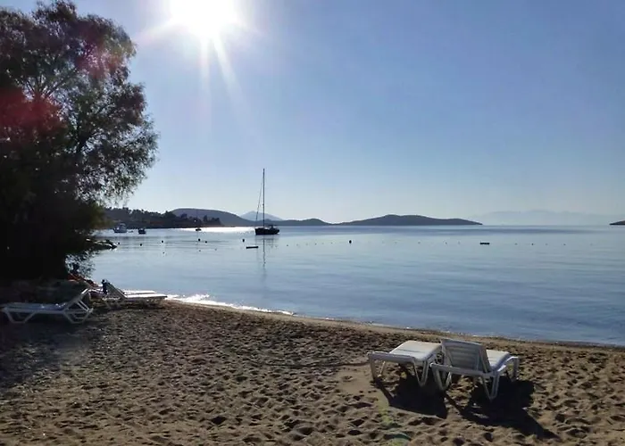 Muskebi אורטקנט