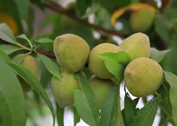 Apart Otel Muskebi 3*